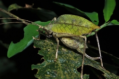 Ommatoptera