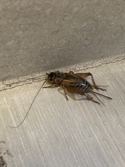 Gryllus lineaticeps