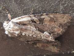 Mamestra brassicae