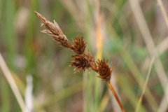 Carex arenaria