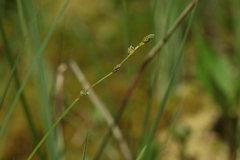 Carex loliacea