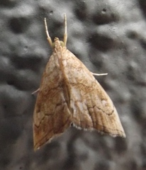 Scybalistodes periculosalis