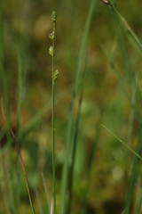 Carex loliacea