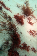Stenogramma interruptum