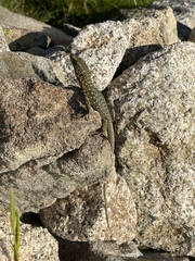 Archaeolacerta bedriagae