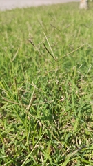 Cynodon dactylon dactylon