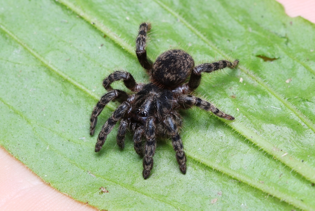 Brushfooted Trapdoor Spiders