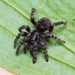 Brushfooted Trapdoor Spiders - Photo (c) phillipengelking, some rights reserved (CC BY-NC), uploaded by phillipengelking