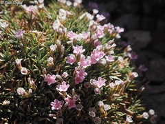 Acantholimon libanoticum