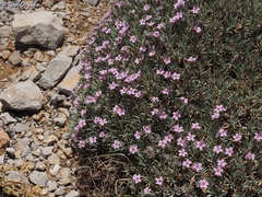 Acantholimon libanoticum