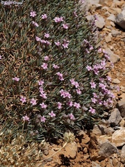 Acantholimon libanoticum