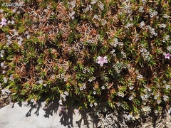 Acantholimon ulicinum
