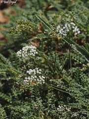 Bunium paucifolium