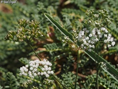 Bunium paucifolium