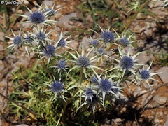 Eryngium bourgatii