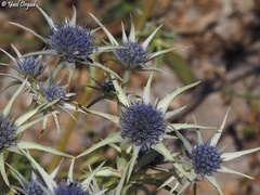 Eryngium bourgatii