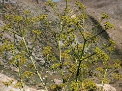 Ferulago trachycarpa