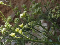 Heracleum humile