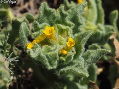 Alkanna orientalis