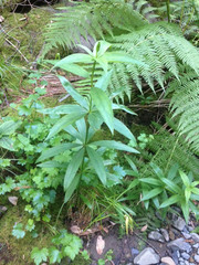 Lilium pardalinum pardalinum