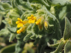 Alkanna orientalis