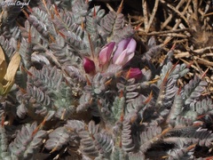 Astragalus cruentiflorus