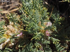 Astragalus echinus