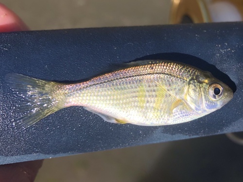 Shiner Surfperch
