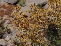 Hypericum libanoticum