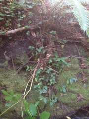 Euonymus occidentalis