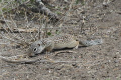Ictidomys parvidens