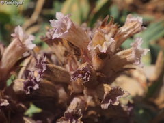 Orobanche camptolepis