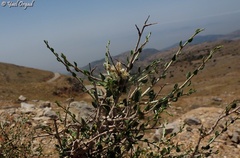 Atraphaxis billardierei