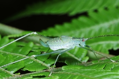 Engonia pistacina