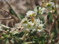 Atraphaxis billardierei