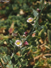 Polygonum cedrorum