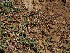 Polygonum cedrorum