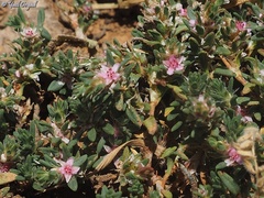Polygonum libani