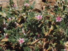 Polygonum libani