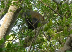 Cercopithecus mitis monoides