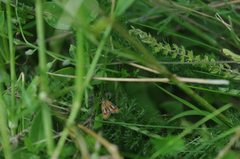 Olethreutes arcuella