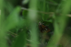 Olethreutes arcuella