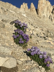 Polemonium eximium