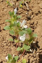 Acanthomintha obovata cordata