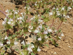 Acanthomintha obovata cordata