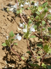 Acanthomintha obovata cordata