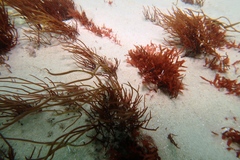 Stenogramma interruptum