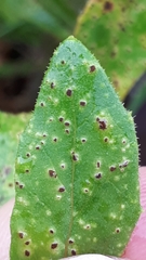 Puccinia hieracii