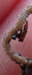 Amphiodia occidentalis