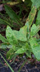 Puccinia hieracii
